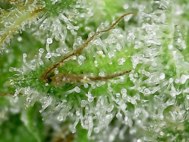 Psy ops and Hella Jelly and Wrank  2026. Week 19