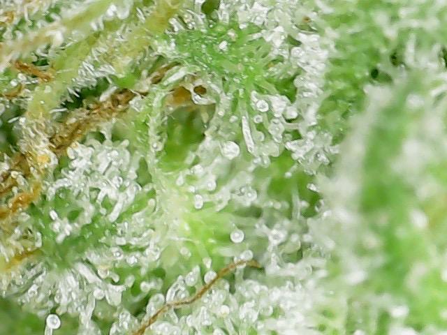 Psy ops and Hella Jelly and Wrank  2026. Week 19