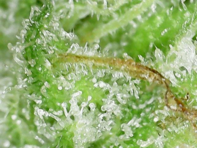 Psy ops and Hella Jelly and Wrank  2026. Week 19