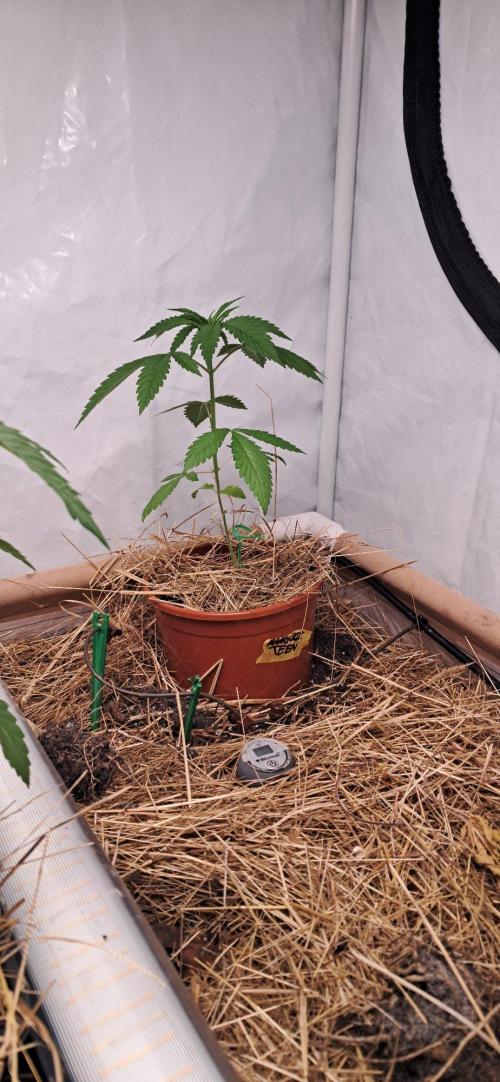Living Soil 450 liter. Week 3