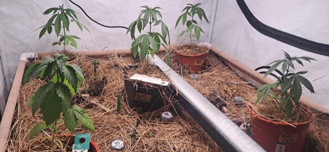 Living Soil 450 liter. Week 3