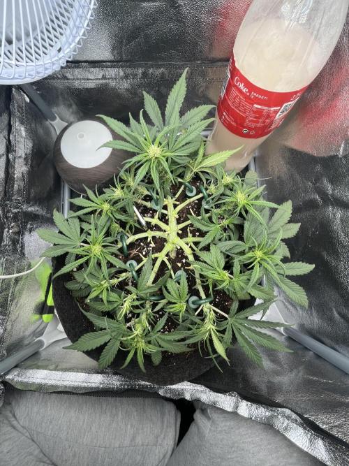 Fast_Buds7272736