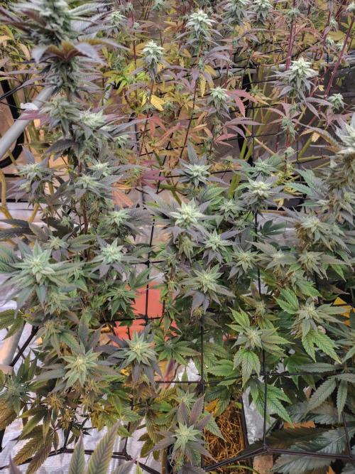 Coaches Grow. Week 6