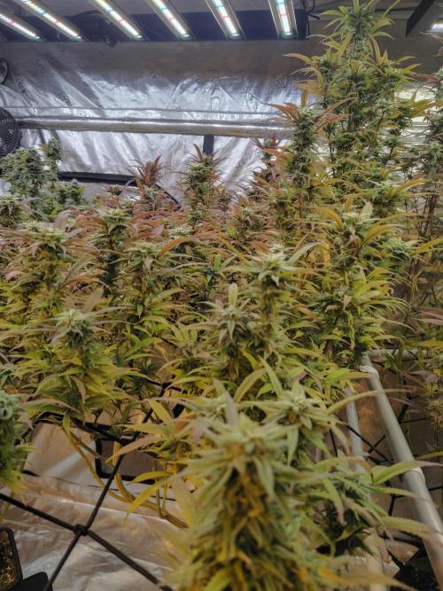 Coaches Grow. Week 6