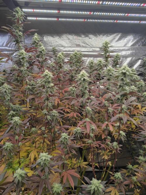 Coaches Grow. Week 6 - 2 B blunt different Cultivor 6 Week 2 days ( Clones are from her)