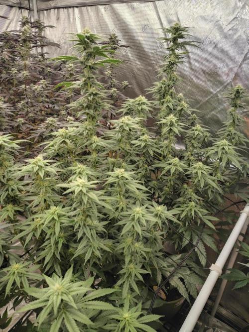 Coaches Grow. Week 6 - 2 B Blunt Clones of the lighter Cultivor 6 Week 2 days **