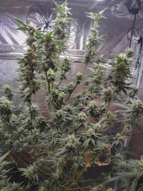 Coaches Grow. Week 6