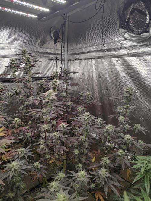 Coaches Grow. Week 6 - 2 B Blunt Cultivor 6 Week 2 days 