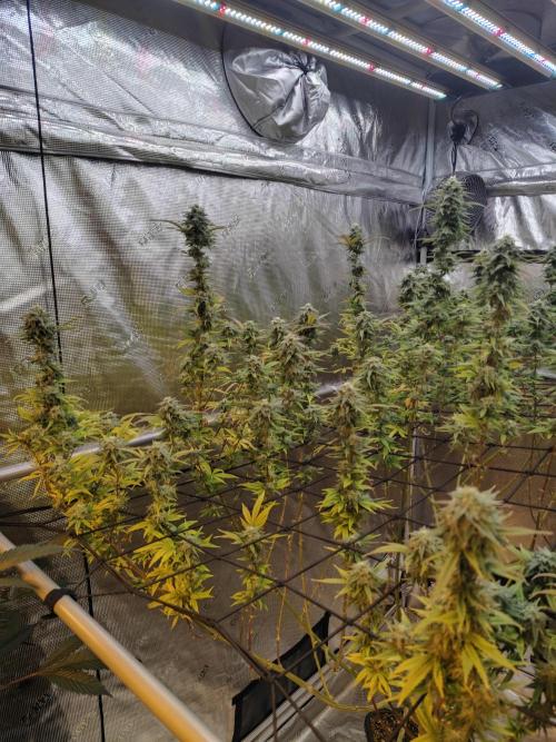 Coaches Grow. Week 6 - Sour Chem Breath 6 Week 2 days 