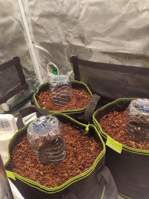 North Thunderfuck Auto First Time Growmie. Week 0