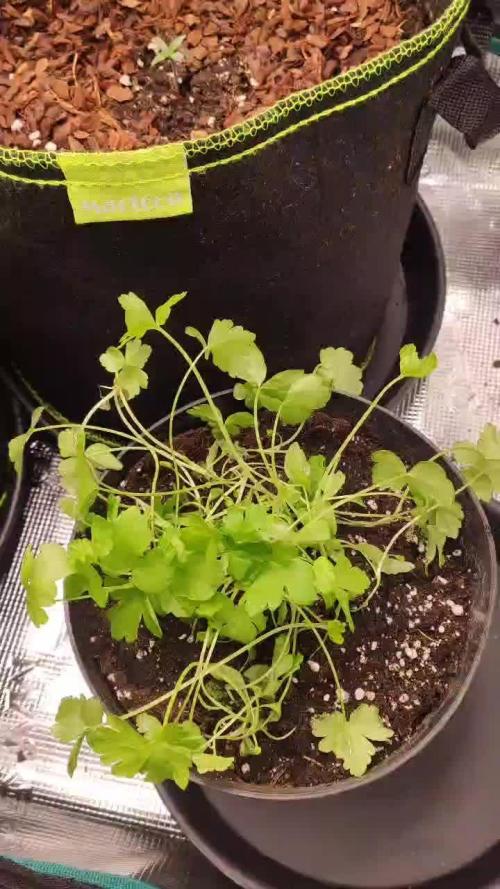 North Thunderfuck Auto First Time Growmie