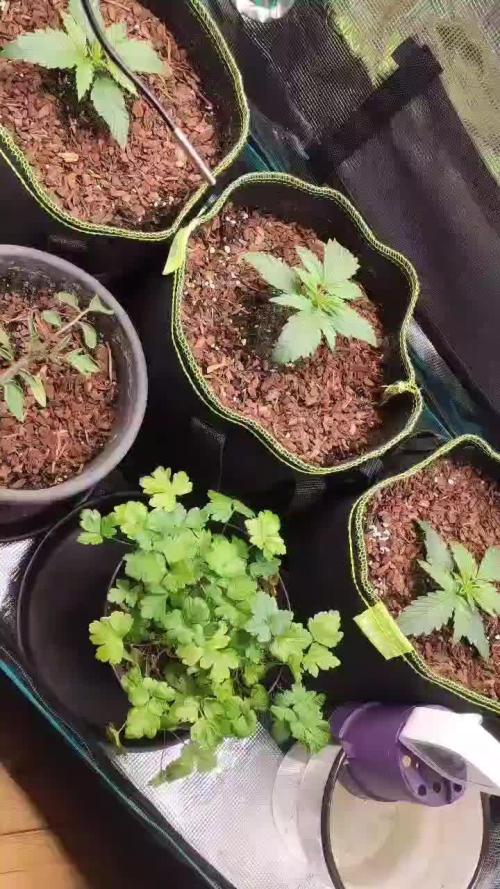 North Thunderfuck Auto First Time Growmie