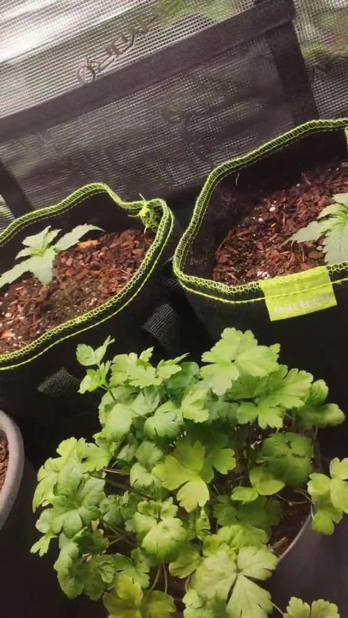 North Thunderfuck Auto First Time Growmie