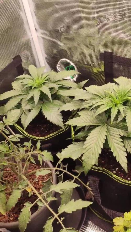 North Thunderfuck Auto First Time Growmie