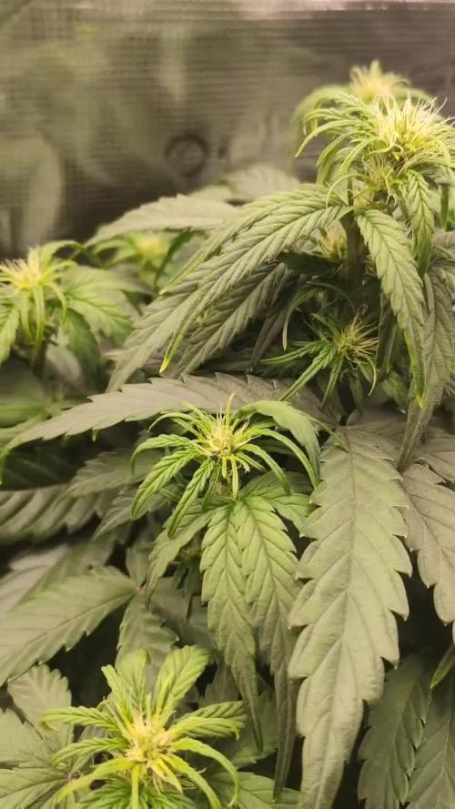 North Thunderfuck Auto First Time Growmie