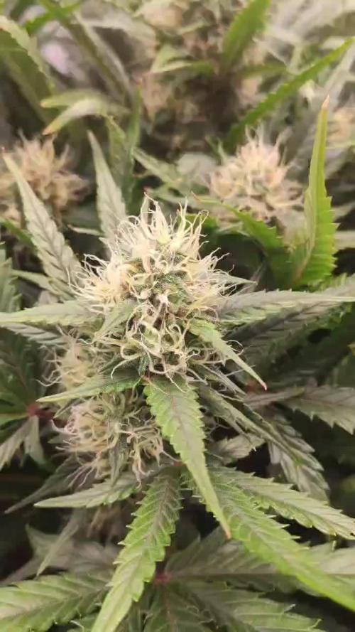 North Thunderfuck Auto First Time Growmie