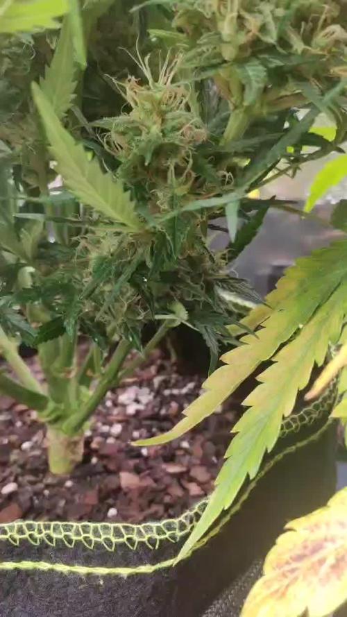 North Thunderfuck Auto First Time Growmie