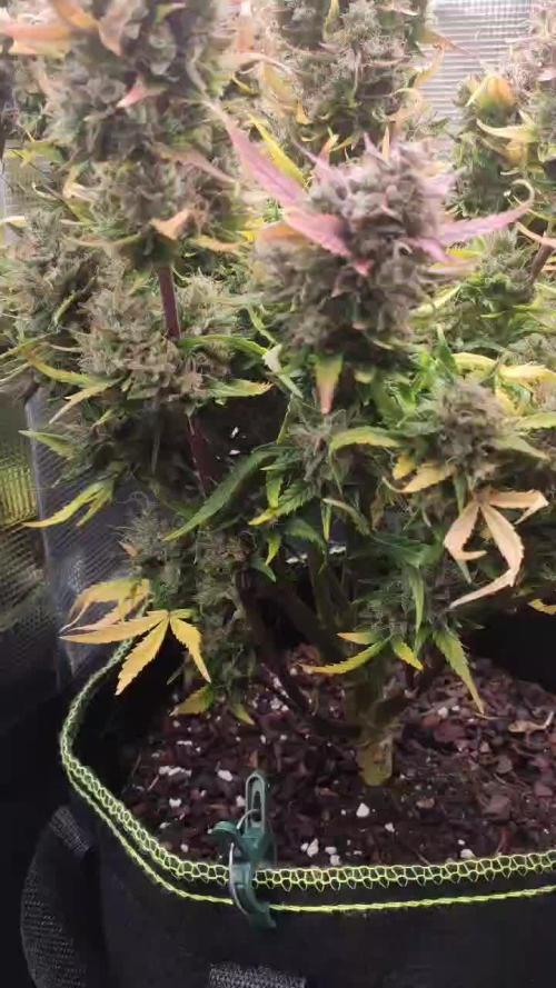 North Thunderfuck Auto First Time Growmie