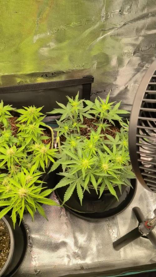 Cookies Gelato Auto Second Time Growmie