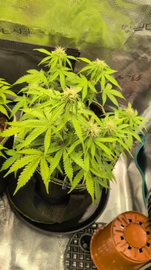 Cookies Gelato Auto Second Time Growmie