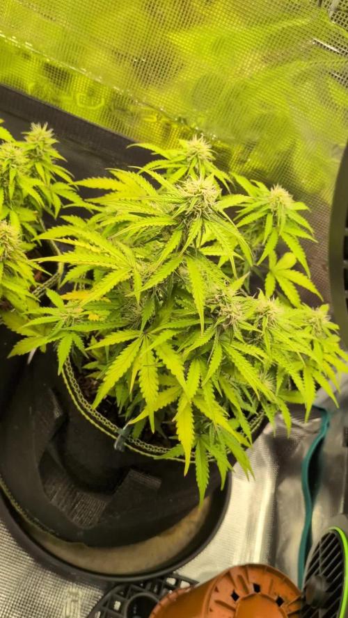 Cookies Gelato Auto Second Time Growmie