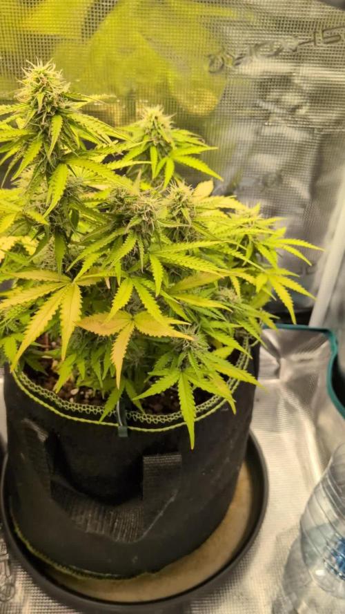 Cookies Gelato Auto Second Time Growmie