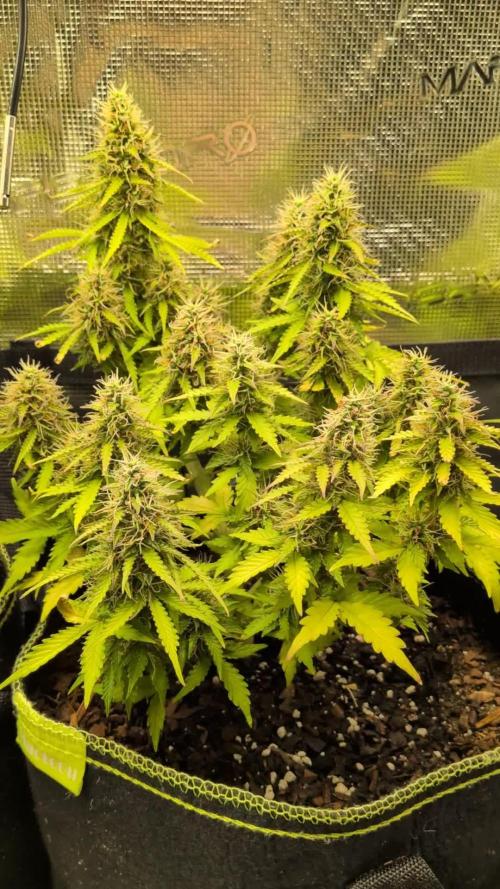 Cookies Gelato Auto Second Time Growmie