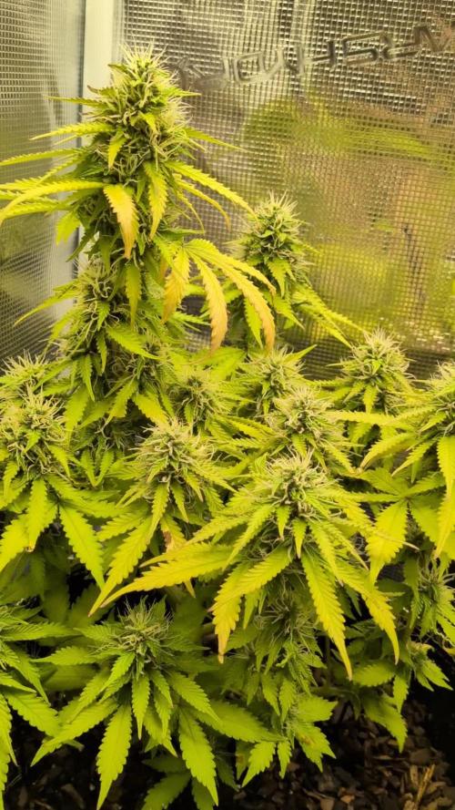 Cookies Gelato Auto Second Time Growmie
