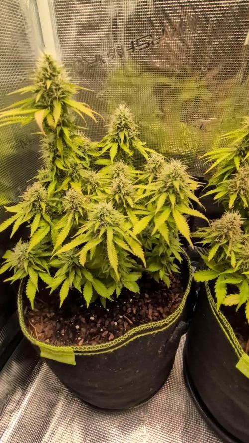 Cookies Gelato Auto Second Time Growmie