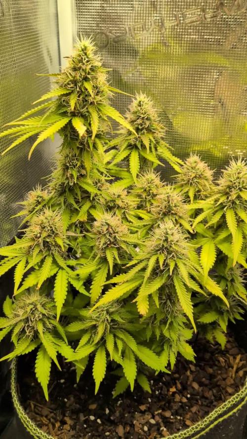 Cookies Gelato Auto Second Time Growmie