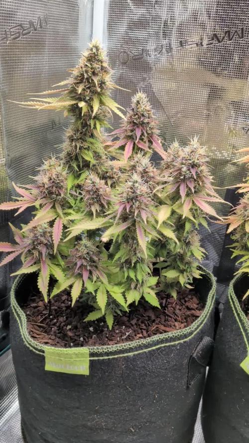 Cookies Gelato Auto Second Time Growmie