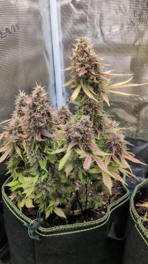 Cookies Gelato Auto Second Time Growmie