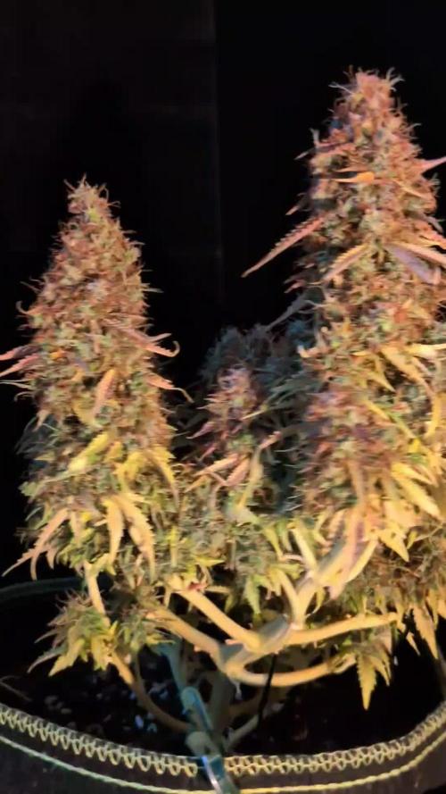 Cookies Gelato Auto Second Time Growmie