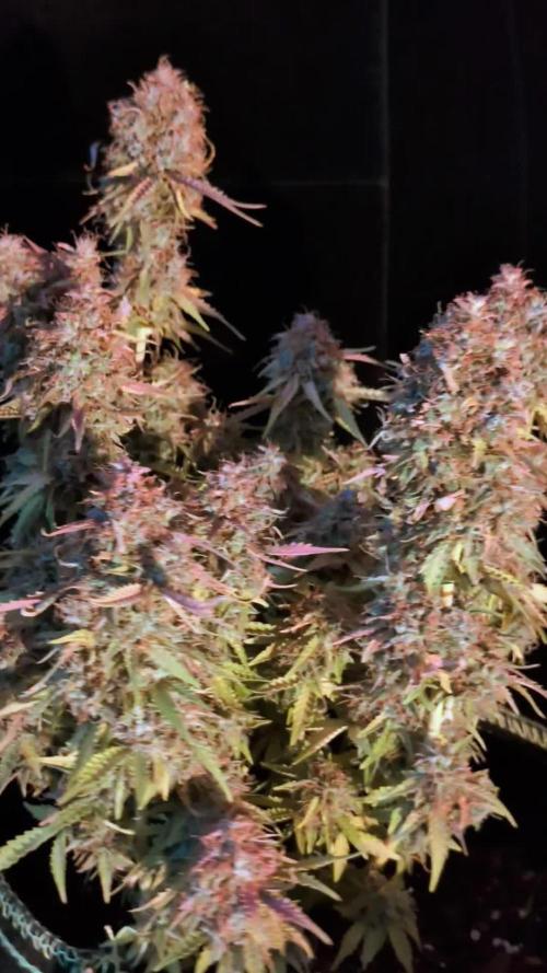 Cookies Gelato Auto Second Time Growmie