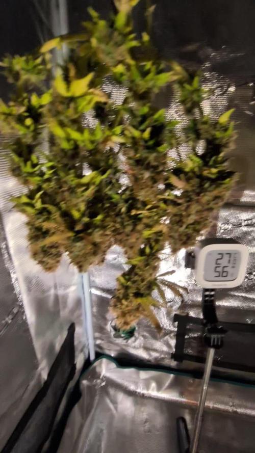 Cookies Gelato Auto Second Time Growmie