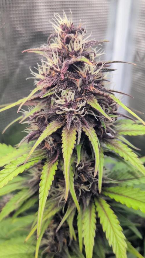 Feel Rainbow, Taste the Rainbow Growmie