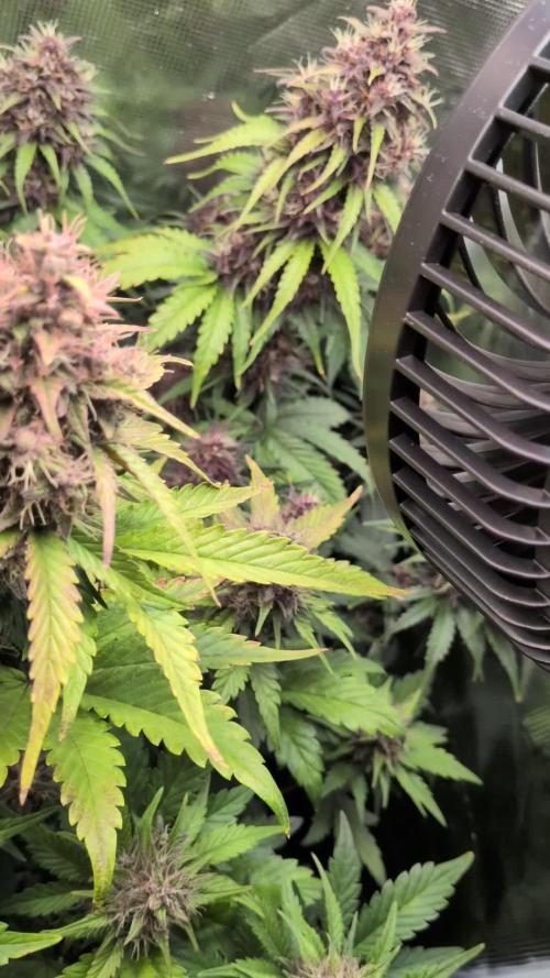 Feel Rainbow, Taste the Rainbow Growmie