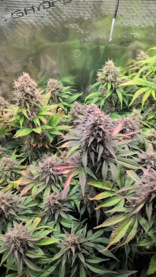 Feel Rainbow, Taste the Rainbow Growmie