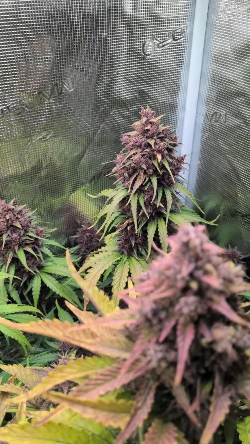 Feel Rainbow, Taste the Rainbow Growmie