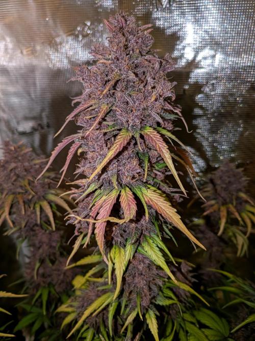 Feel Rainbow, Taste the Rainbow Growmie. Week 11