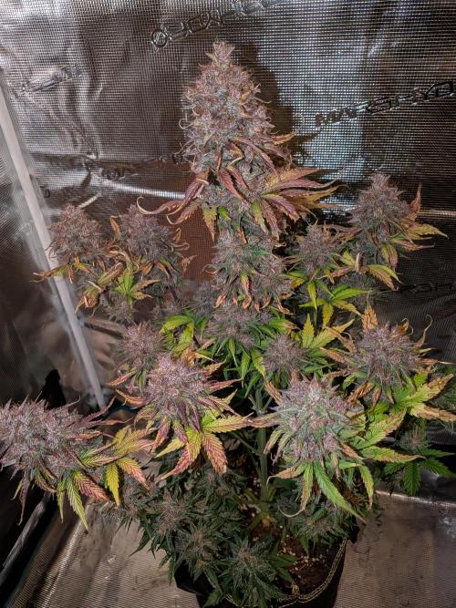 Feel Rainbow, Taste the Rainbow Growmie. Week 11