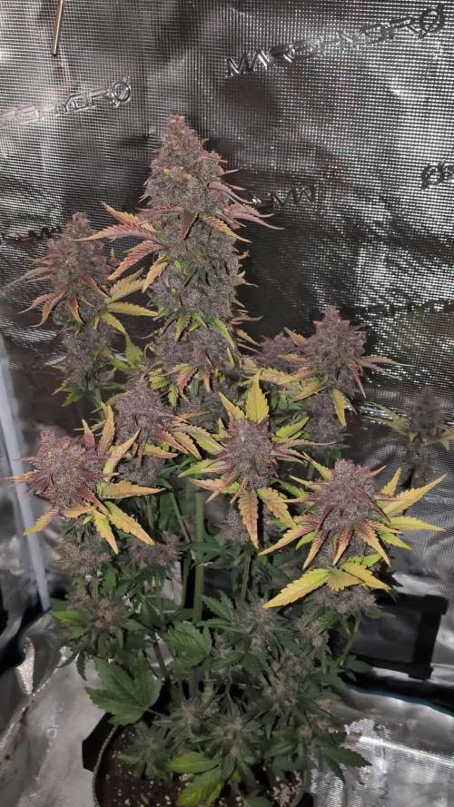 Feel Rainbow, Taste the Rainbow Growmie