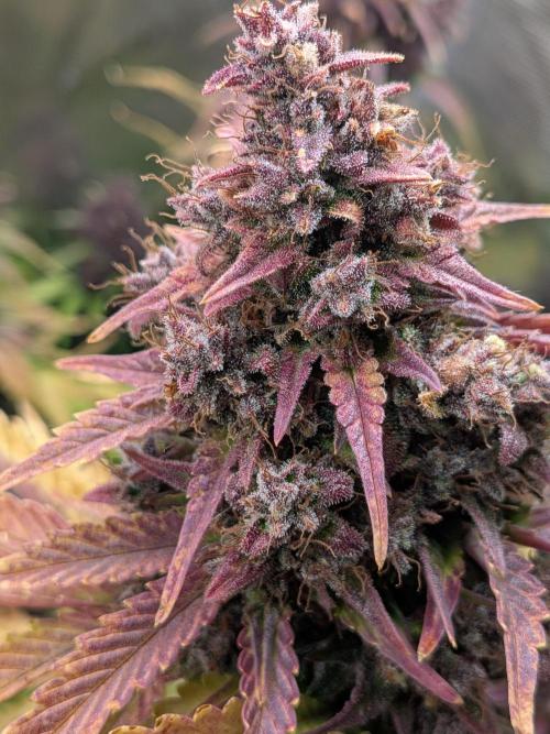 Feel Rainbow, Taste the Rainbow Growmie. Week 11