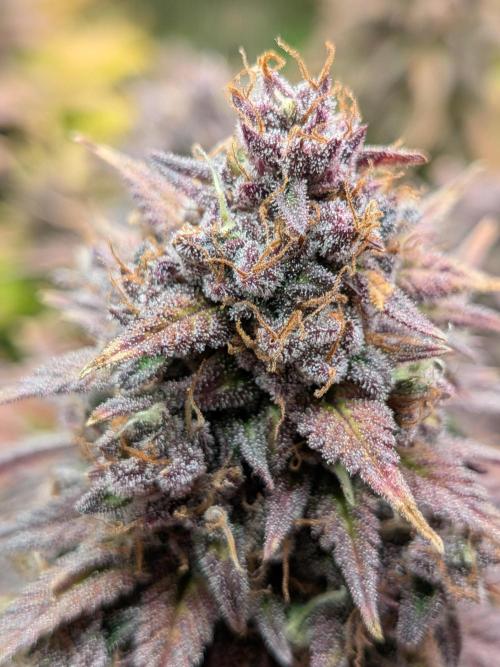 Feel Rainbow, Taste the Rainbow Growmie. Week 11