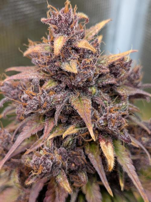 Feel Rainbow, Taste the Rainbow Growmie. Week 11