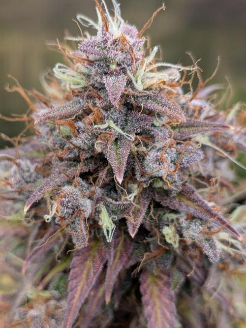 Feel Rainbow, Taste the Rainbow Growmie. Week 11