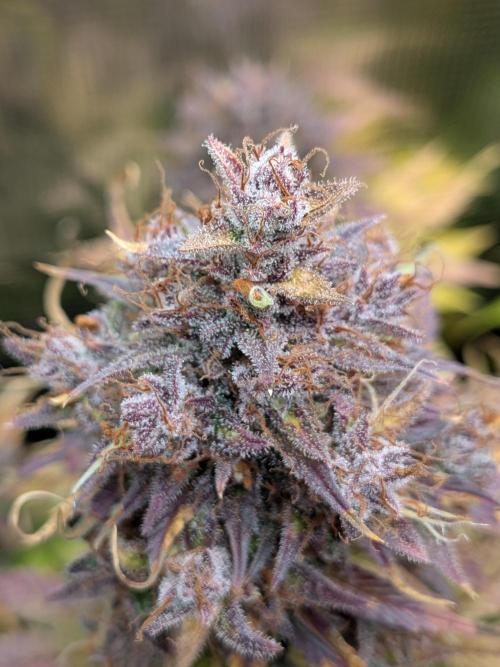 Feel Rainbow, Taste the Rainbow Growmie. Week 11