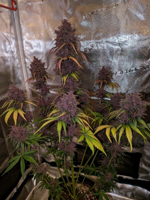 Feel Rainbow, Taste the Rainbow Growmie. Week 12