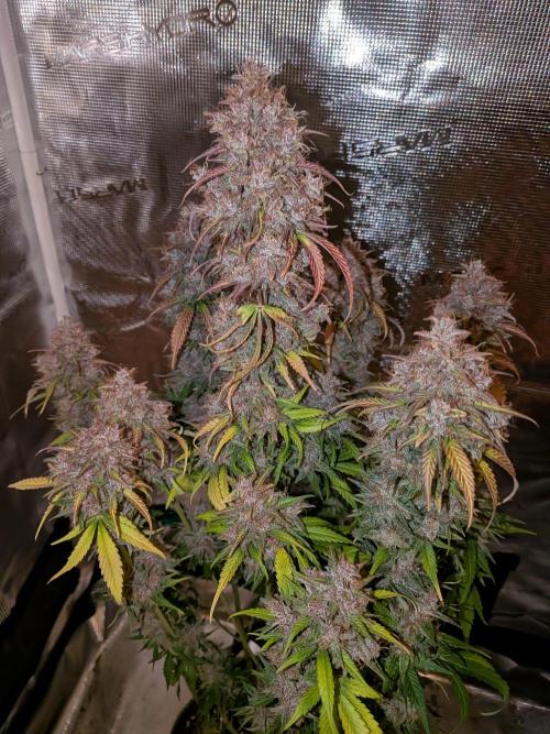 Feel Rainbow, Taste the Rainbow Growmie. Week 12