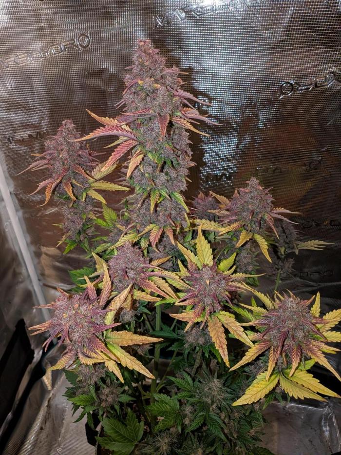 Feel Rainbow, Taste the Rainbow Growmie. Week 12